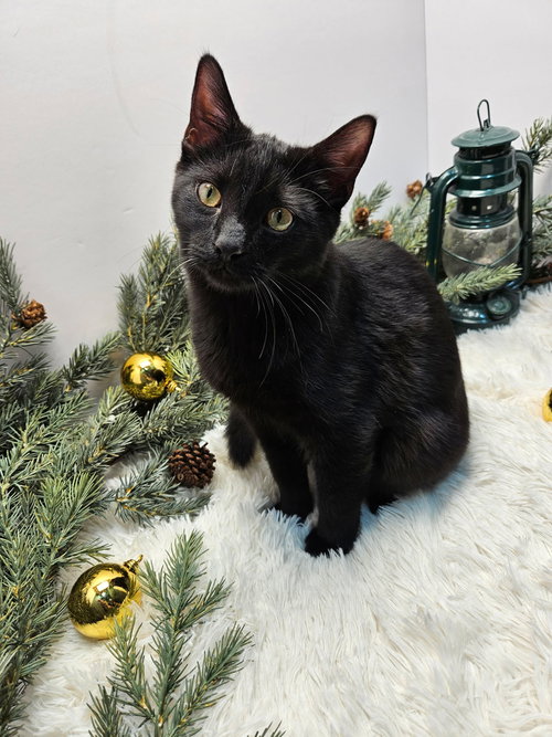 KITTEN SILAS - Domestic Short Hair available for adoption