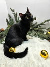 KITTEN SILAS - Photo 3