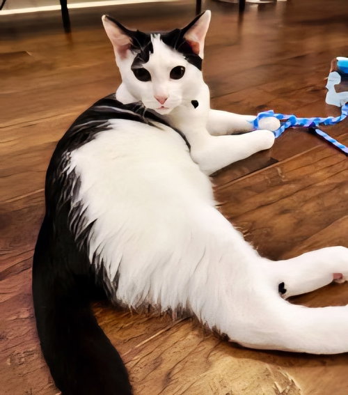KITTEN BRANSON - Domestic Short Hair available for adoption
