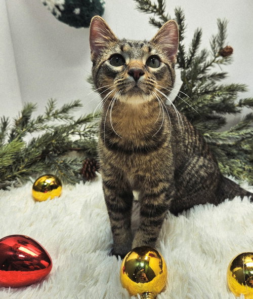 picture of the cat needing adoption