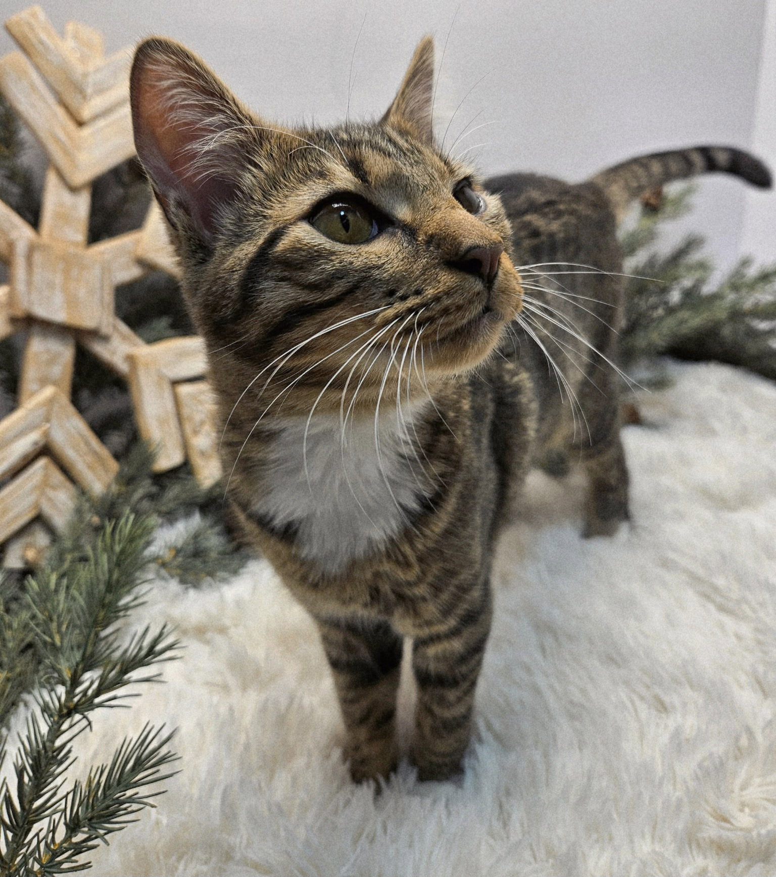 KITTEN PEETA Image