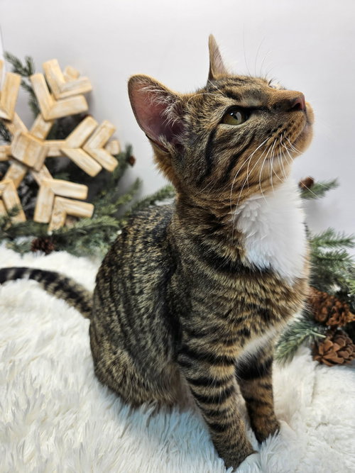 KITTEN PEETA - Tabby available for adoption