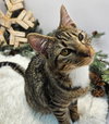 KITTEN PEETA - Photo 3