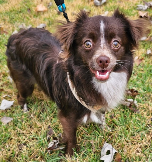 picture of the dog needing adoption