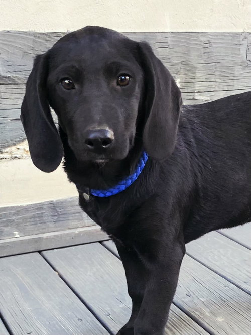 picture of the dog needing adoption