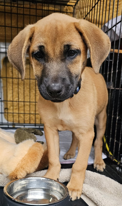 picture of the dog needing adoption