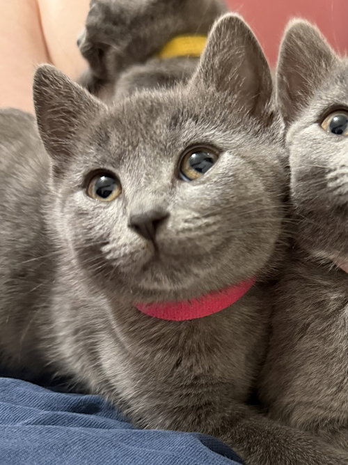 KITTEN QUINNETH PAWTRO