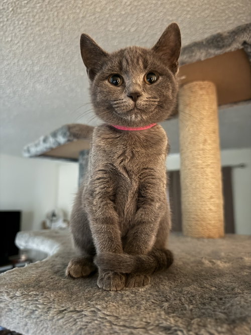 KITTEN QUINNETH PAWTRO