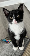 KITTEN TASHA - Photo 1