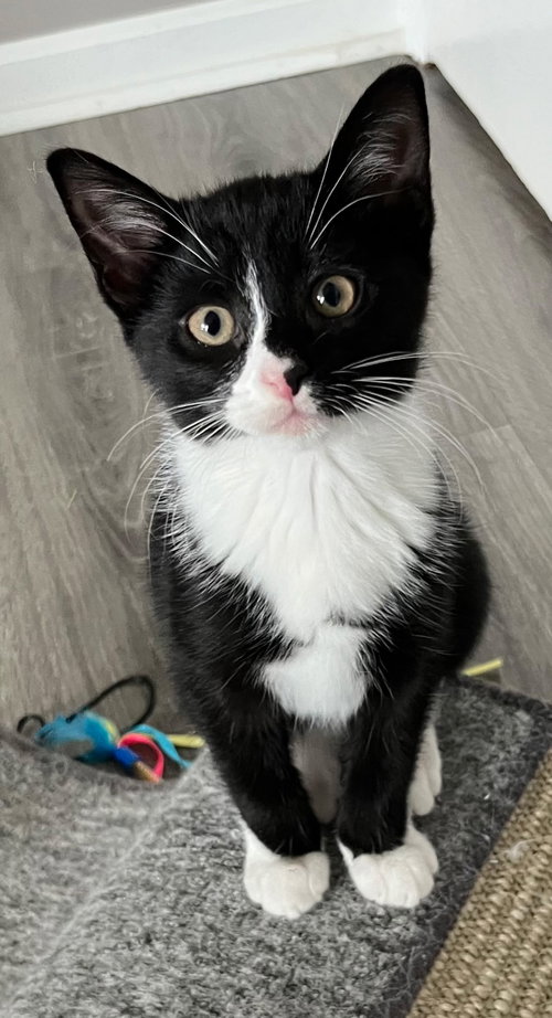 KITTEN TASHA - Domestic Short Hair available for adoption