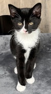 KITTEN TASHA - Photo 2