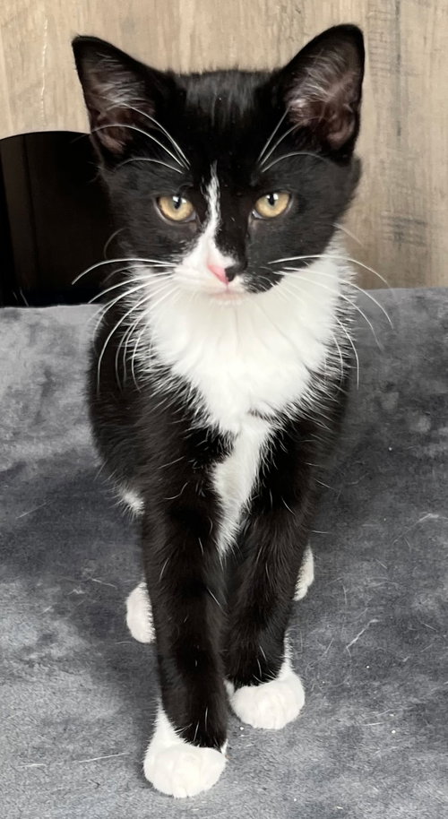 KITTEN TASHA - Domestic Short Hair available for adoption