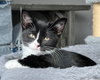 KITTEN TASHA - Photo 3