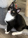 KITTEN TASHA - Photo 4