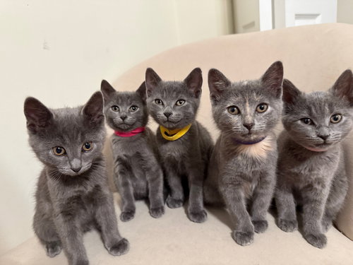 KITTEN TEA KETTLE (TK)