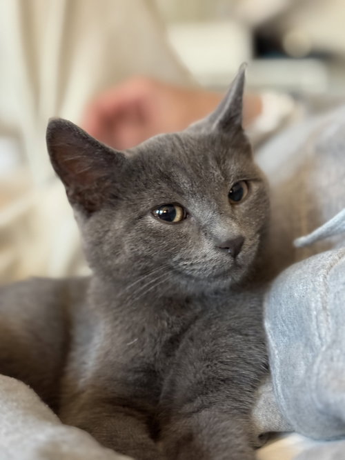 KITTEN FIYERO
