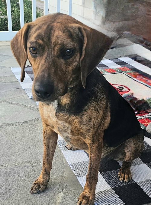 picture of the dog needing adoption