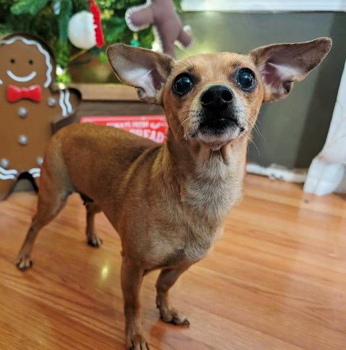 picture of the dog needing adoption