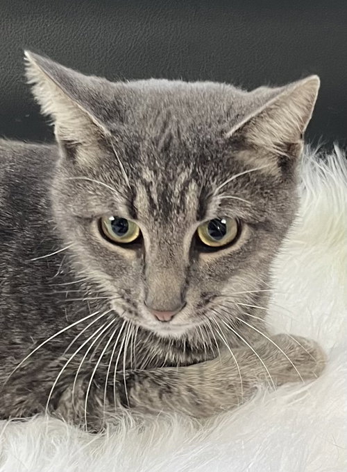 TIGGER - Tabby available for adoption