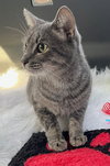 TIGGER - Photo 2
