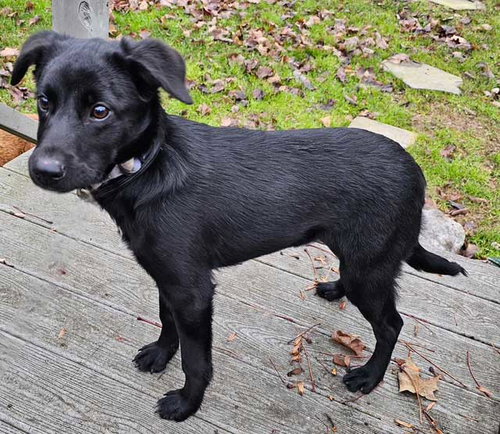 picture of the dog needing adoption