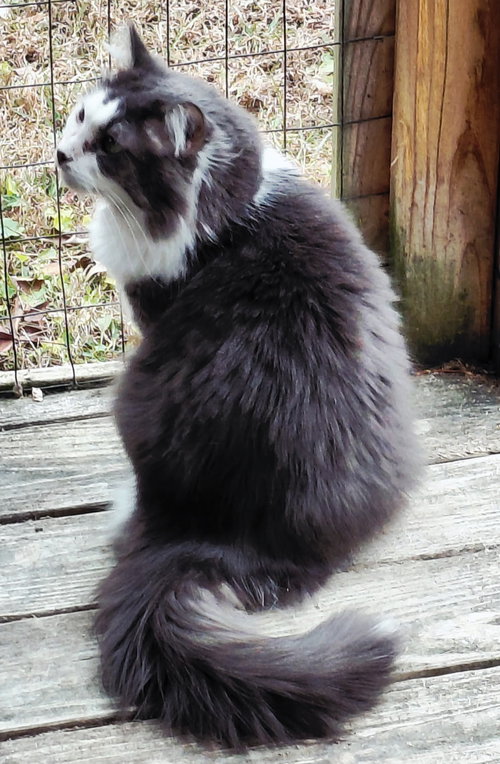DANDY MAN - Domestic Short Hair available for adoption