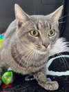 TIGGER - Photo 1