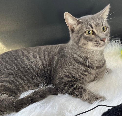 TIGGER - Tabby available for adoption
