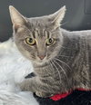 TIGGER - Photo 3