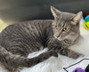 TIGGER - Photo 4