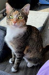 MRS WHISKERS - Photo 2