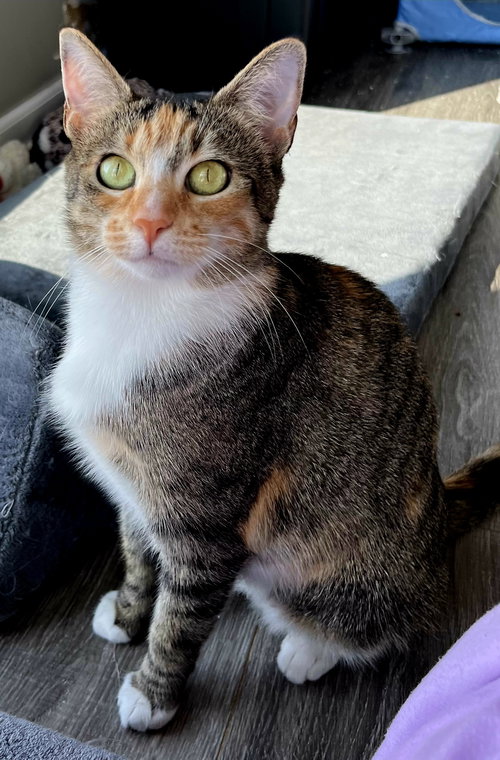 MRS WHISKERS - Domestic Short Hair available for adoption