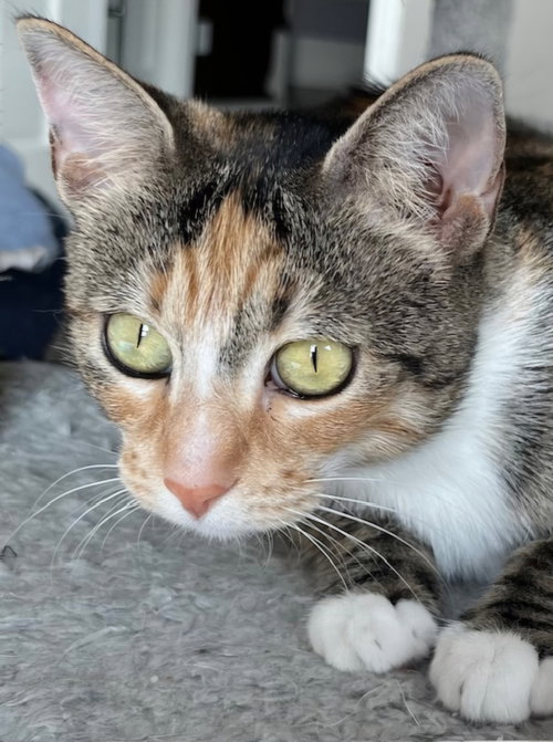 MRS WHISKERS - Domestic Short Hair available for adoption