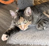 MRS WHISKERS - Photo 3