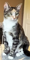 MRS WHISKERS - Photo 4