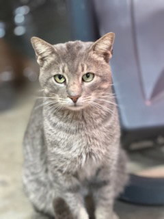 picture of the cat needing adoption