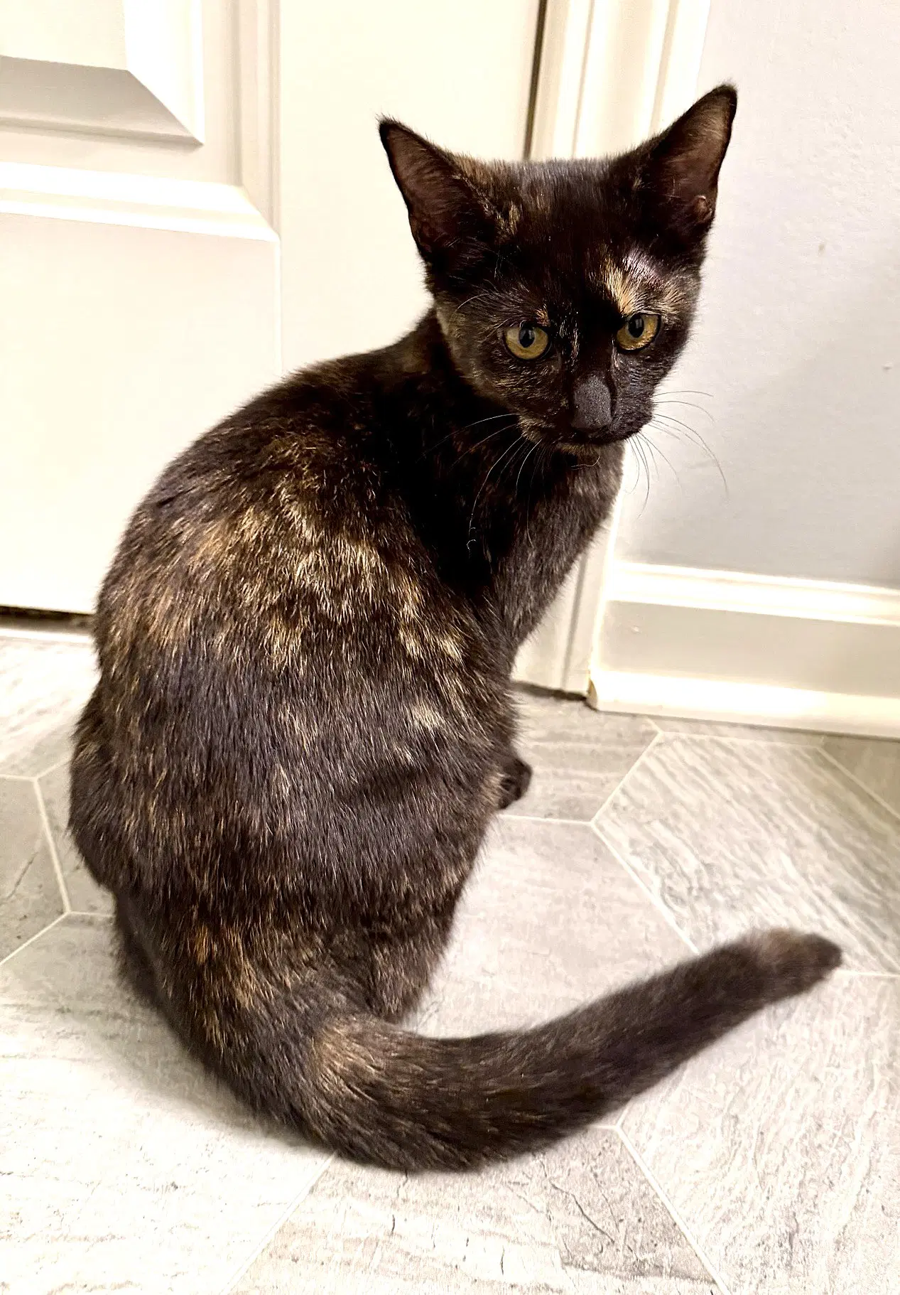 Kitten Bff Glamorous Galaxy - Tortoiseshell