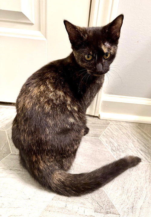 KITTEN GORGEOUS GALAXY, Tortoiseshell (short coat), cat for adoption in Clifton, New Jersey