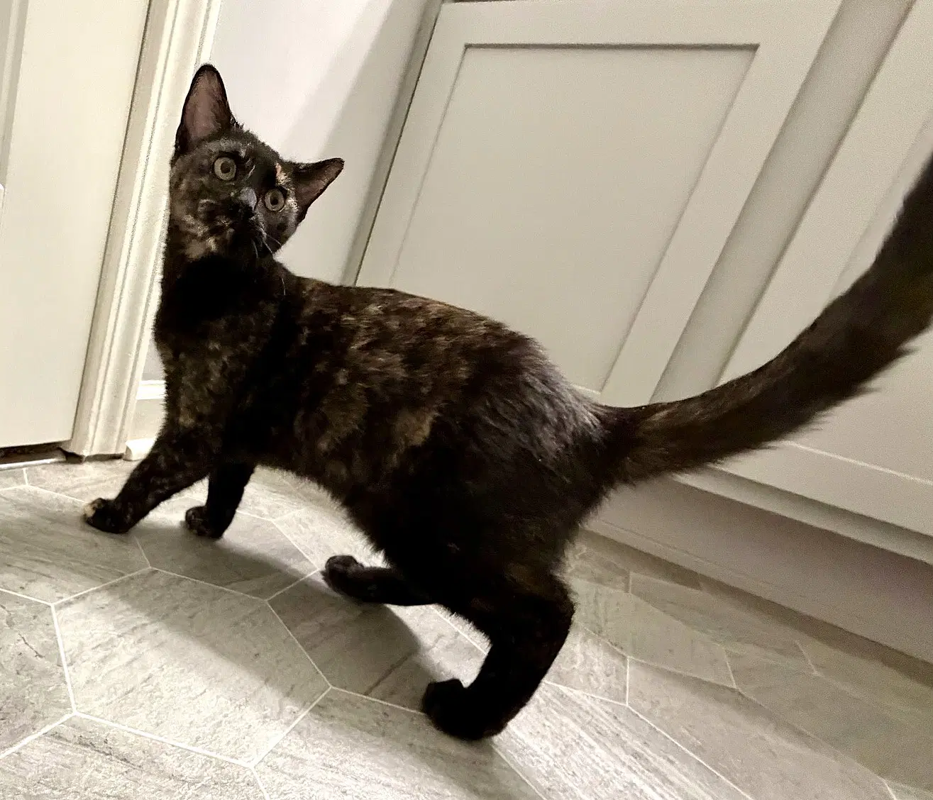 Kitten Bff Glamorous Galaxy image 4