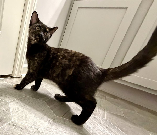 KITTEN BFF GLAMOROUS GALAXY