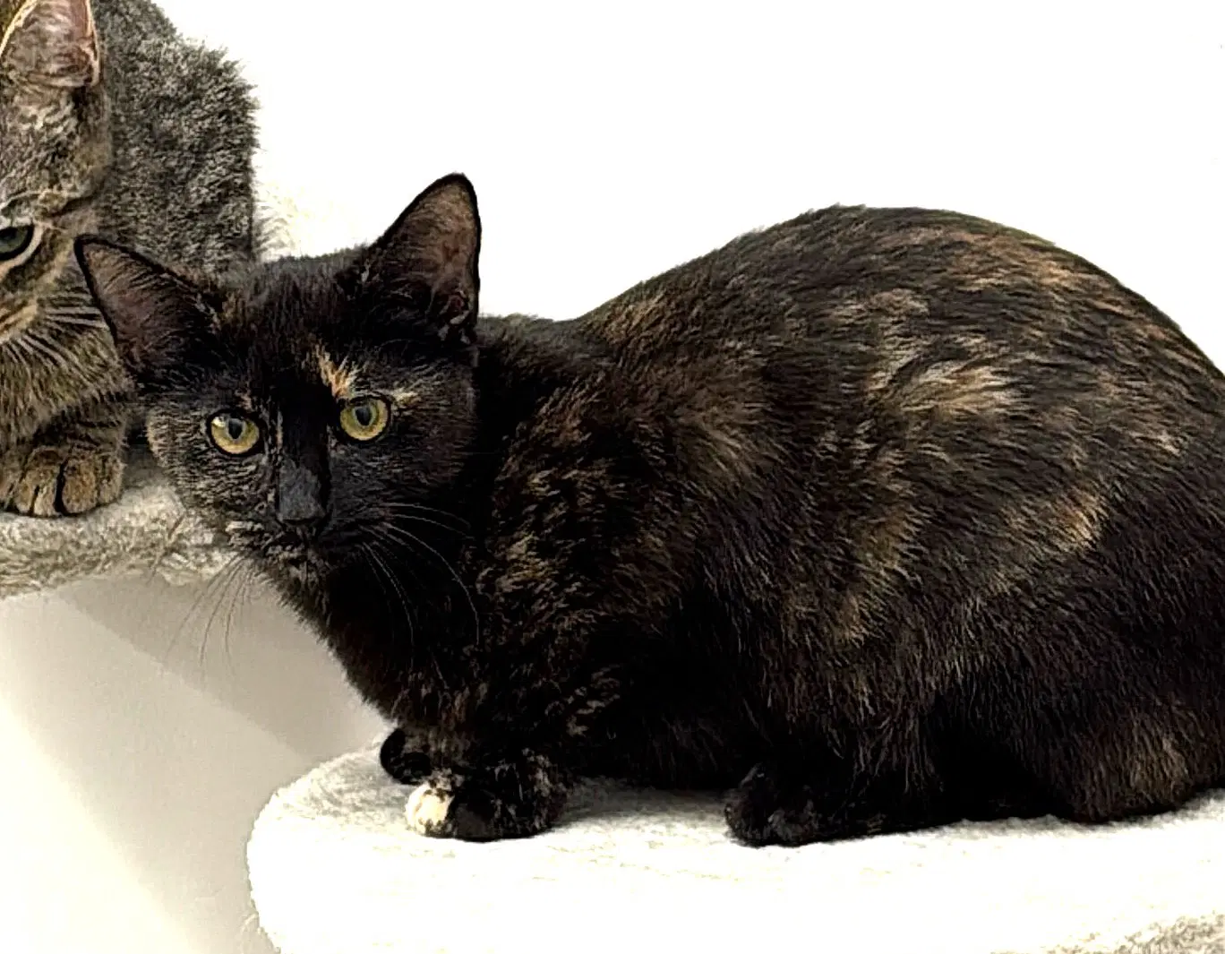 Kitten Bff Glamorous Galaxy image 2