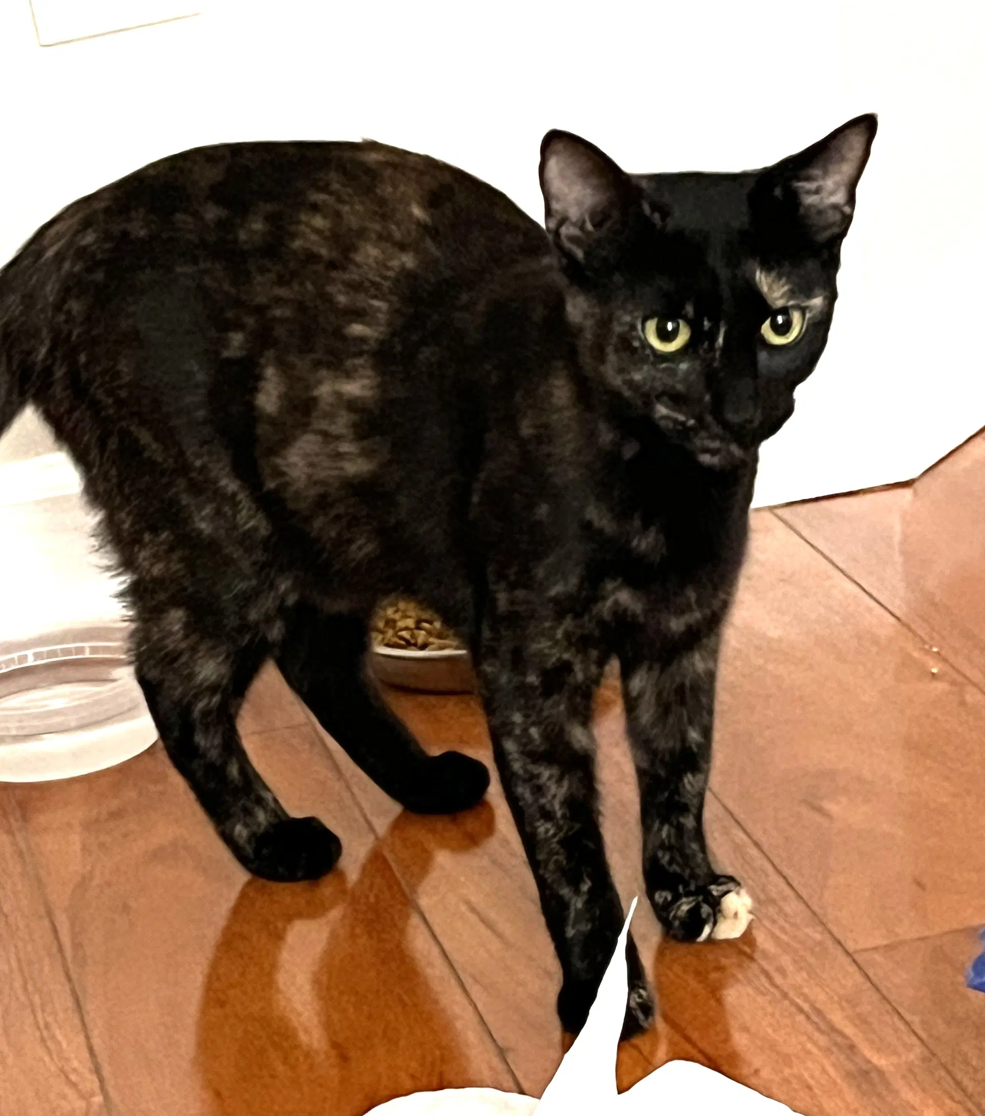 Kitten Bff Glamorous Galaxy image 3