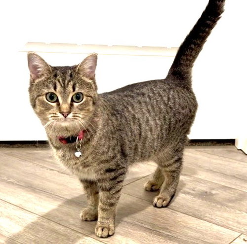 picture of the cat needing adoption