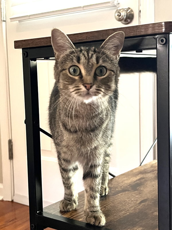 KITTY FRIENDLY FREYA
