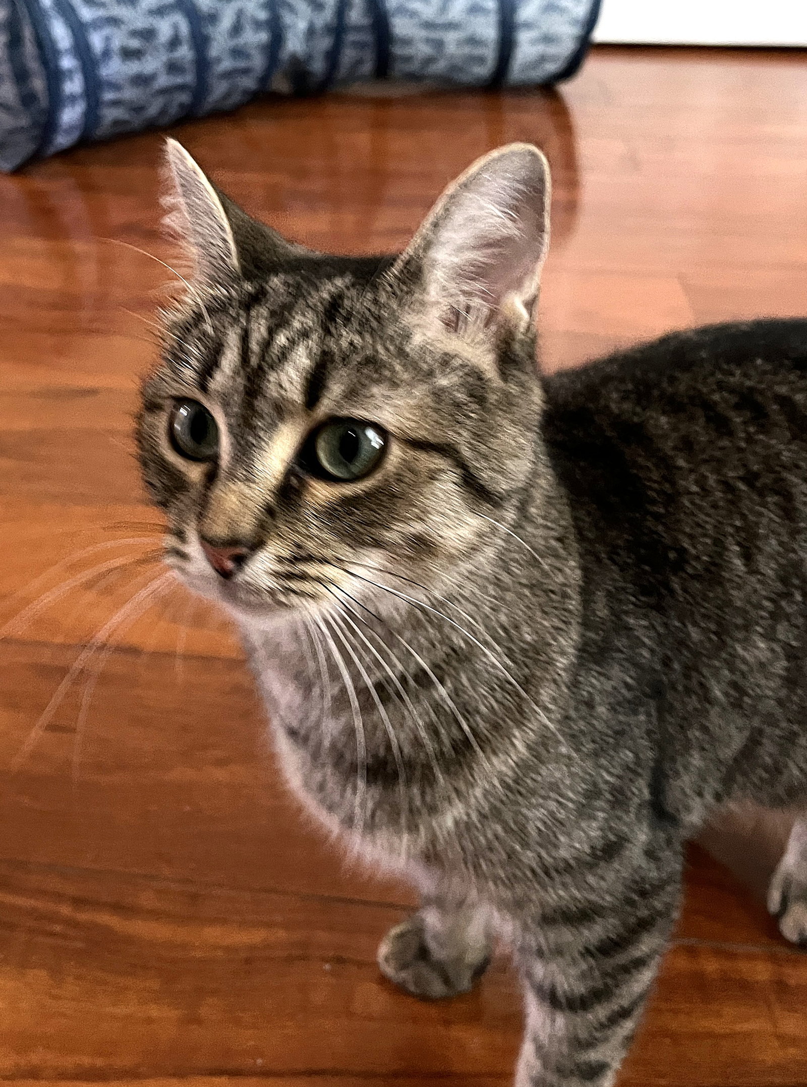 KITTY FRIENDLY FREYA