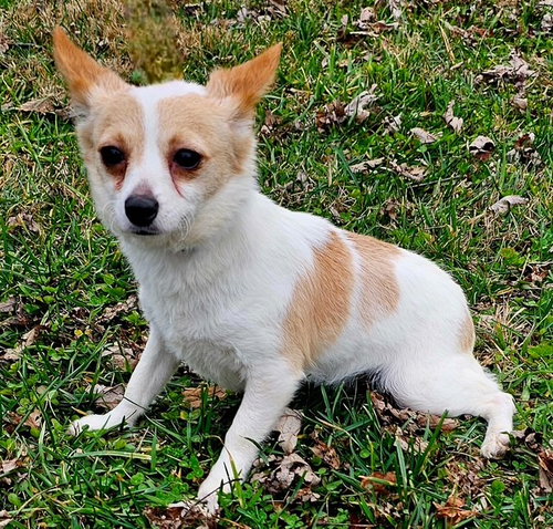 picture of the dog needing adoption