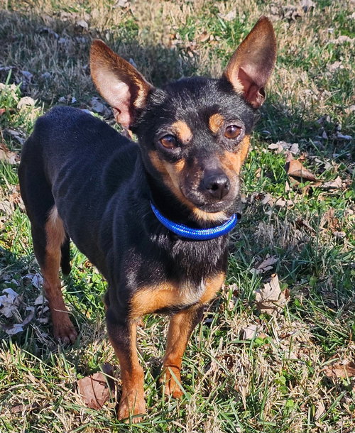 picture of the dog needing adoption