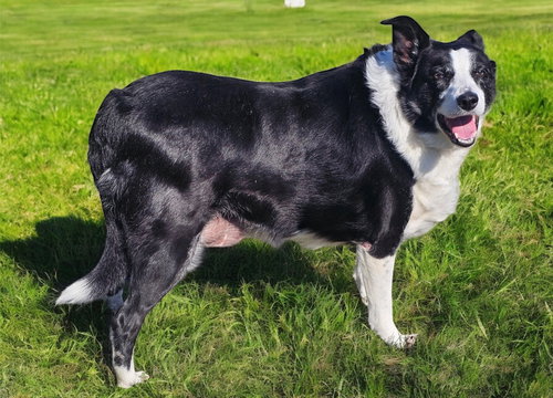 picture of the dog needing adoption