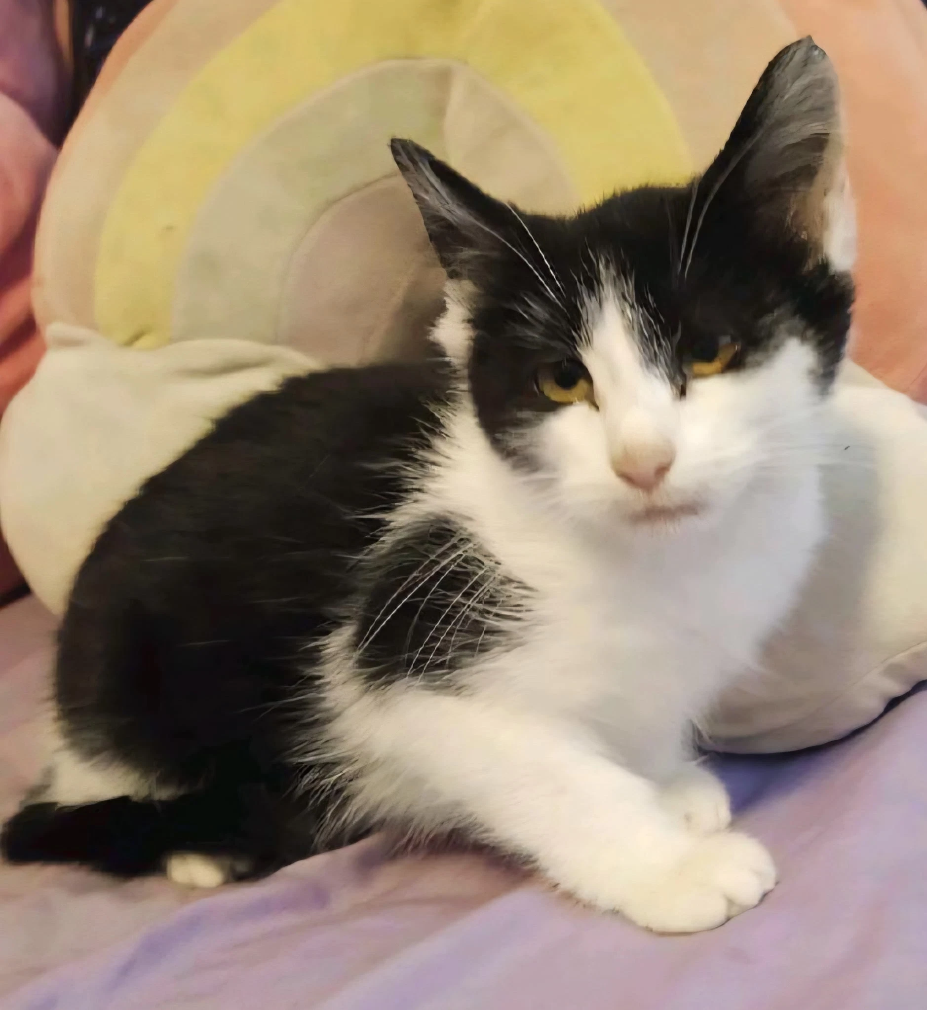 Kitten Pickles