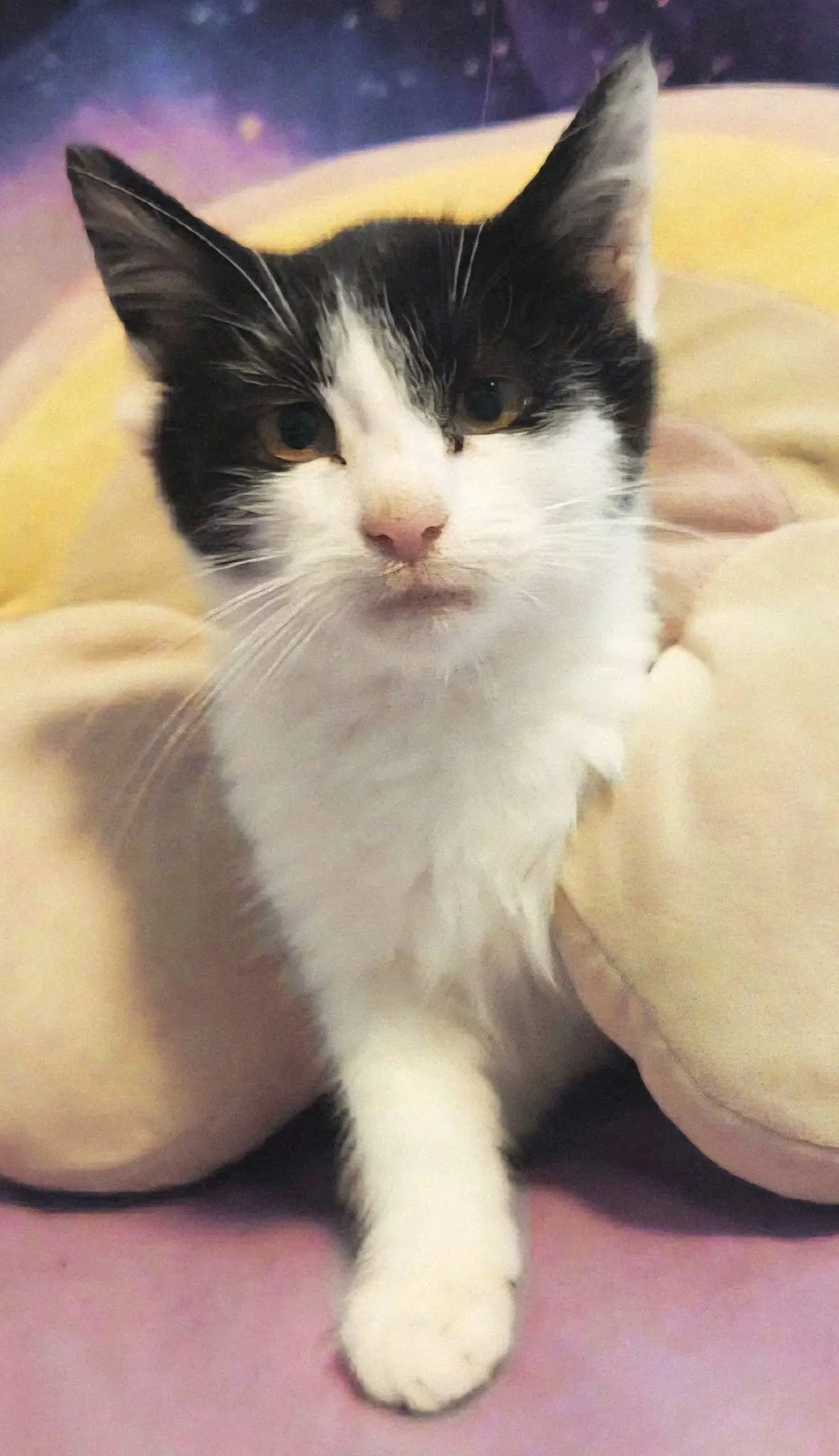 Kitten Pickles image 2
